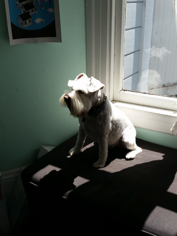 Schnitzel the schnauzer in the window seat.