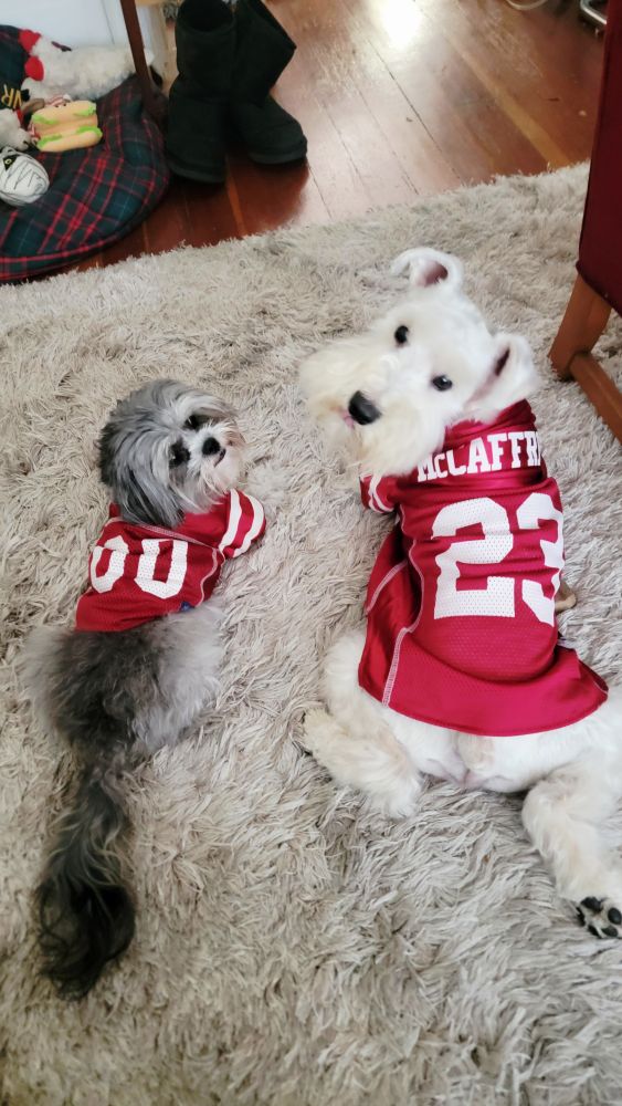 A maltese mix and a white schnauzer with Niners jerseys on. They are lying on the floor but looking back at camera.  Bang Bang Niner Gang! 
