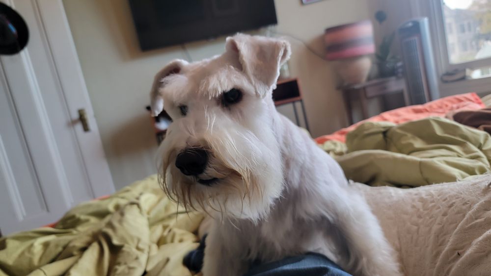 White schnauzer on a bed looking very angry that no one told him about all the schnauzer owners on GBBO Season 12
