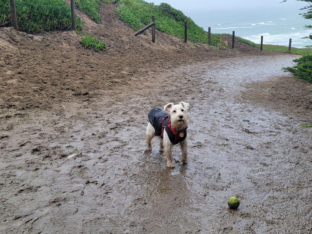 White schnauzer with black raincoat and red harness on a muddy path with the Pacific Ocean in the background. Ball in the foreground and he is looking at someone and, with his pleading eyes, imploring them to throw the ball one more time.  Just one more time, please...