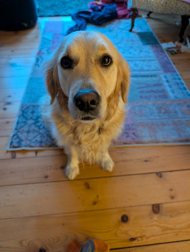A golden retriever trying her best to look starving. 