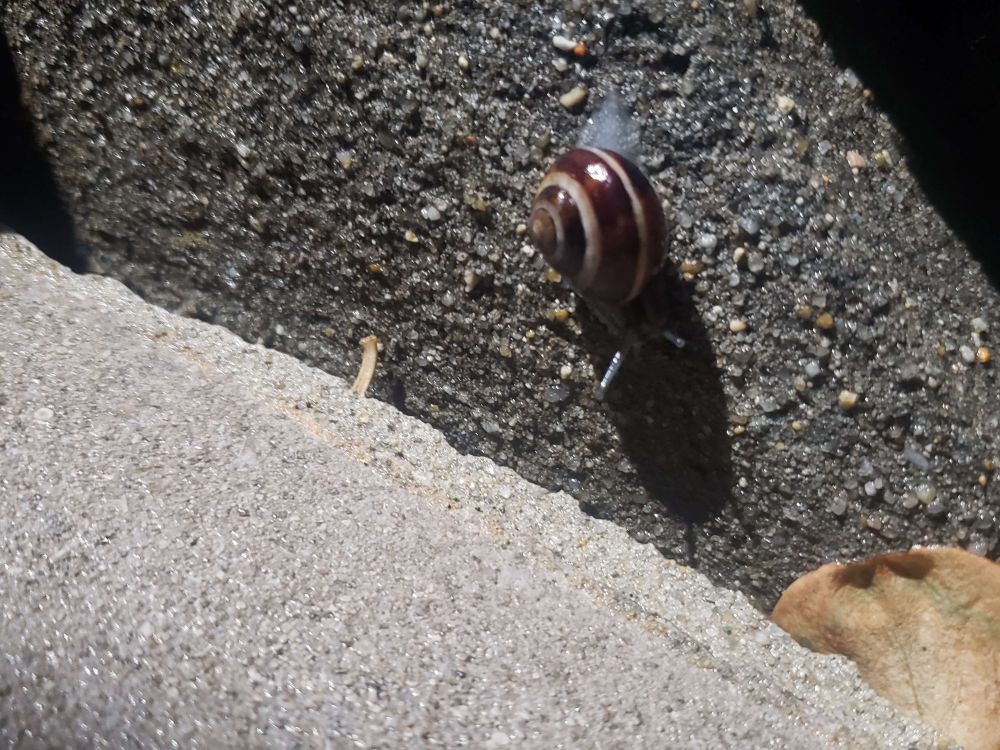 A gray-bodied snail with a glossy brown and white swirled shell climbs along a stone staircase.