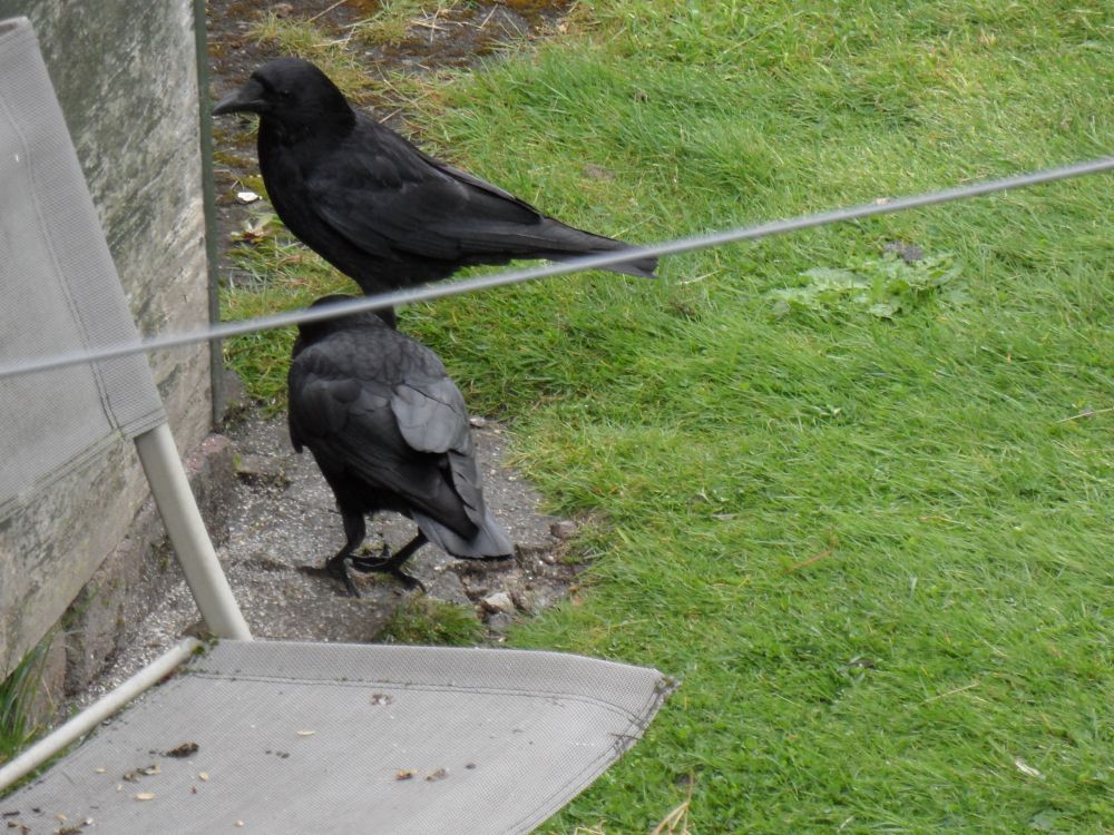 2 carbon crows on the grassy ground. We can see the corner of a shed next to them, a bit of a chair in front of them and a bit of washing line. 