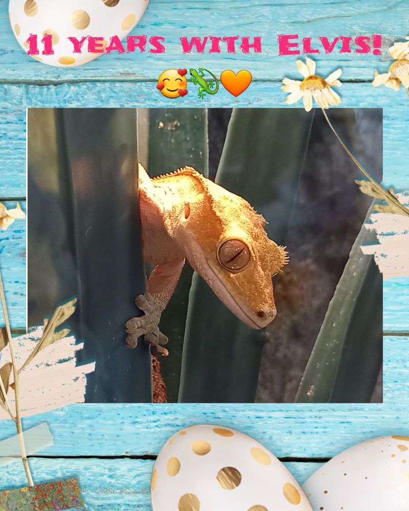 Photo montage with one centre picture in a frame. 
The picture is Elvis, yellow crested gecko popping his head out of a plant. 
The frame is is blue with awiid like texture. There are white eggs with golden dots. 1 top left, 2 bottom right.  A dried daisy is in each side of the frame. 
Top is text in pink bold:  11 years with Elvis! 🥰🦎🧡