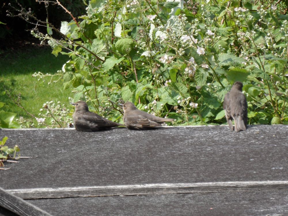 3 juvenile starlings on shed roof. 2 of them sitting down. 