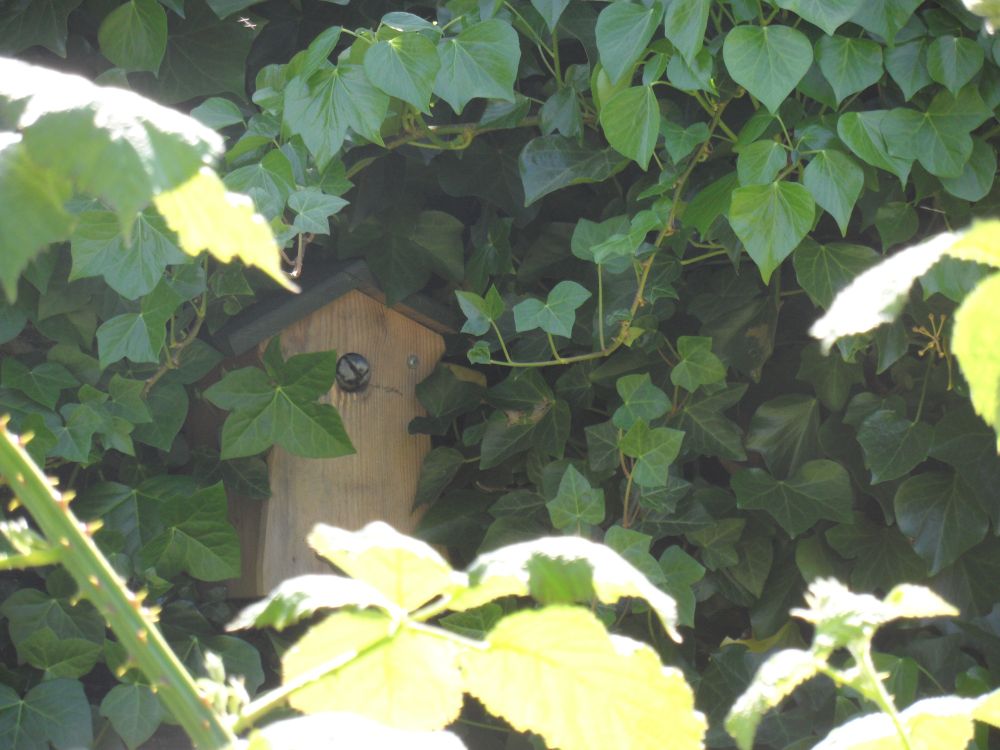 A blue tit coming out of a nest box. We can only see its head. The nest box is amongst vine leaves. 