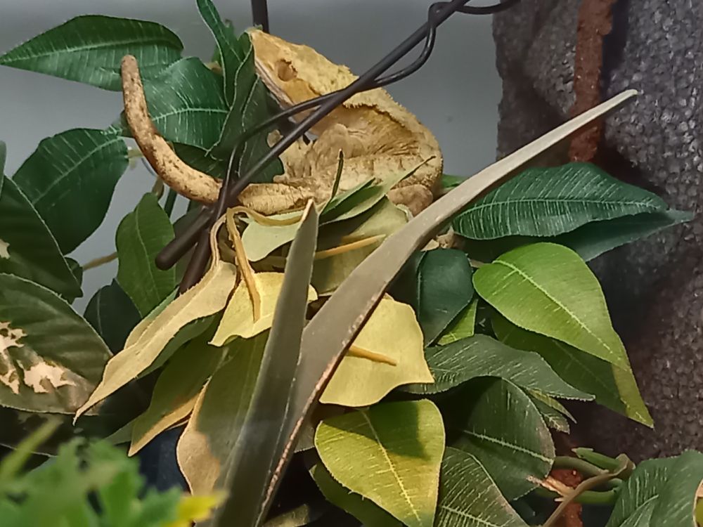 Elvis, yellow crested gecko, fast asleep on top of leaves in his vivarium. 
