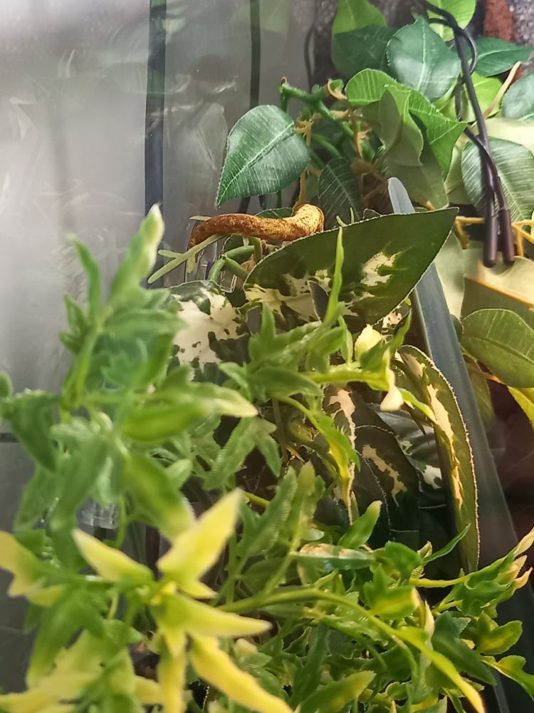 Image of the top left of a glass vivarium. 
We can see mostly leaves,  some of the glass to the very left & a yellow crested gecko tail amongst the leaves.