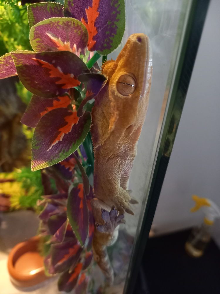 Elvis, yellow crested gecko, climbing up between a red and green plant, and the glass of his vivarium.
