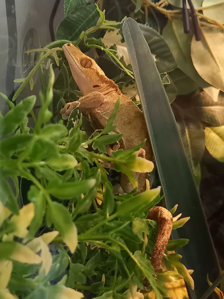 Elvis,  yellow crested gecko,  asleep in the leaves of his vivarium. 
You can tell he's deep asleep as his lashes are down & his eyes sunken. 