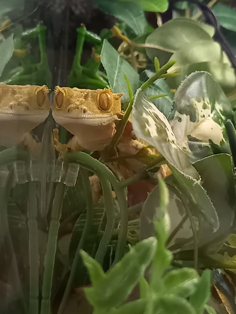 Elvis, yellow crested gecko, popping his head between leaves and the glass of his vivarium. 