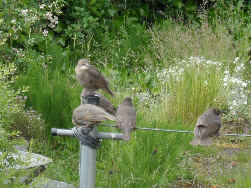 5 juvenile starlings on a washing line. 3 of them on the left seem piled on each other as they use the washing pole to sit. 
