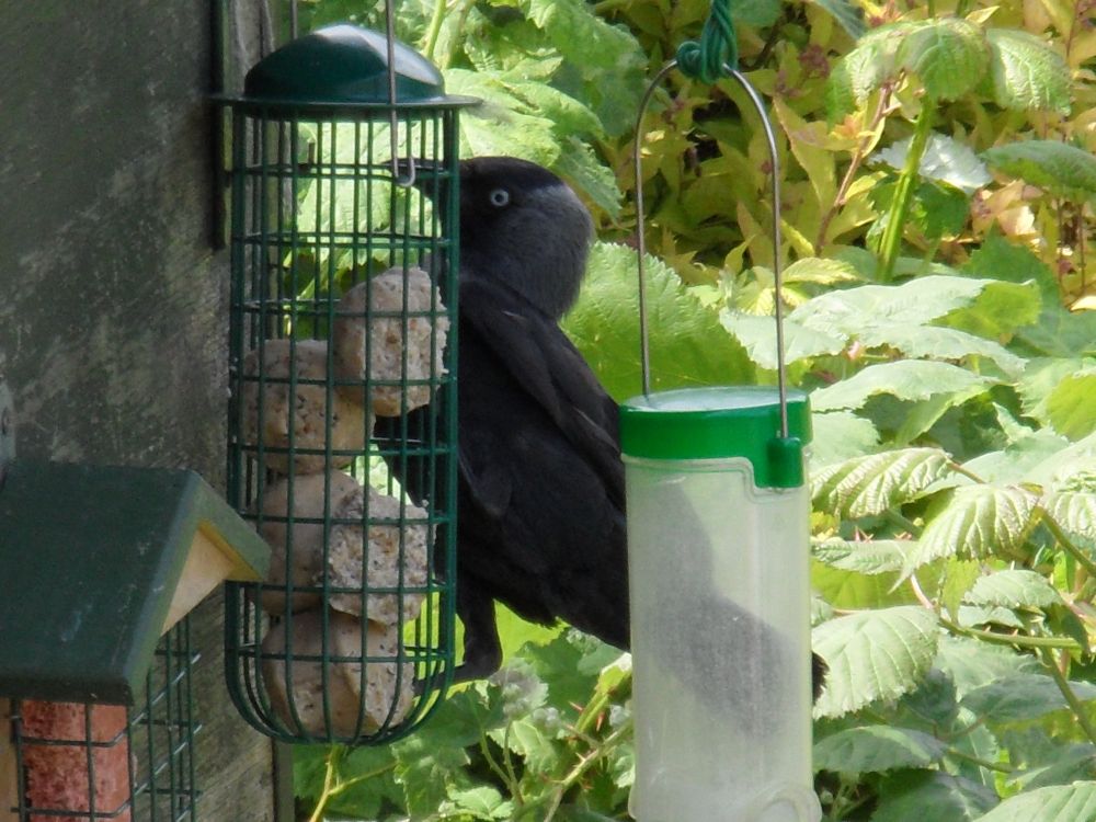 A jackdaw at bird feeders hung on shed wall. 