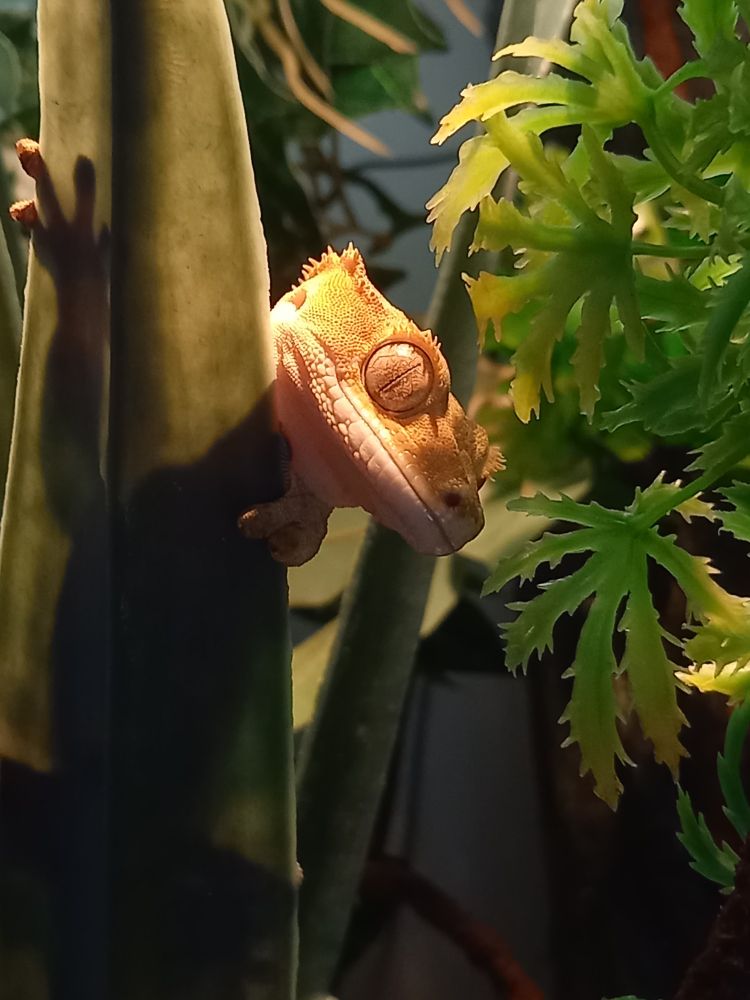 Elvis, yellow crested gecko, popping his head between big, green, plastic leaves. 