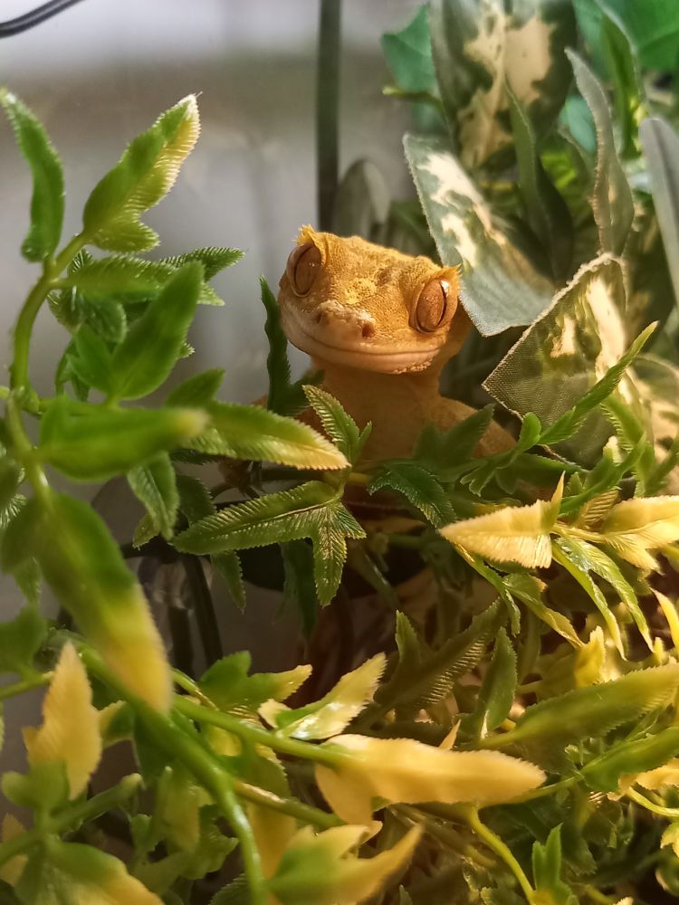 Elvis, a yellow crested gecko surrounded by leaves in his vivarium. His face looks intent (he was waiting to come out for cuddles). He looks straight at the camera. 