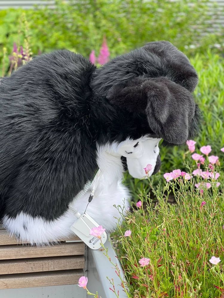 Collie fursuiter touches grass 