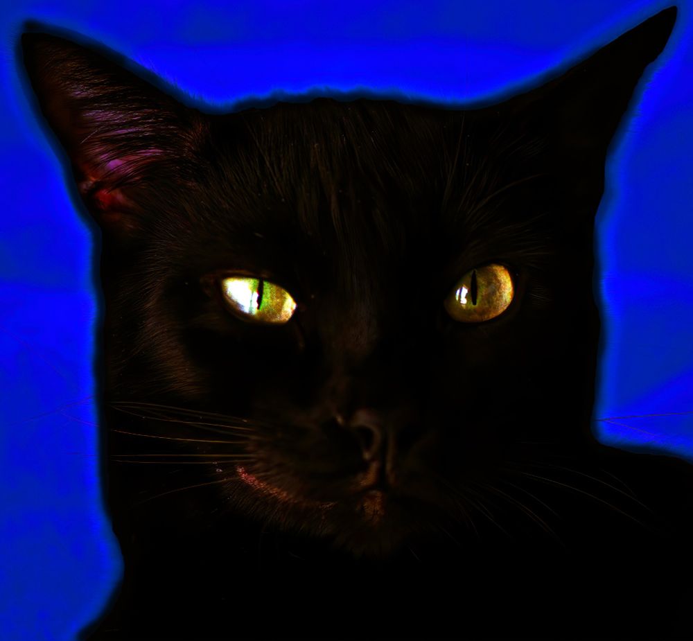 A black cat with yellow eyes, full frontal view on a blue background.
