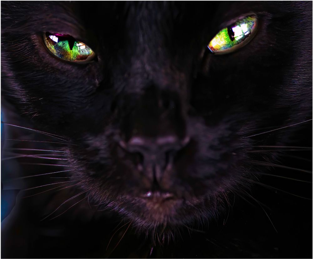 Full front view of black cat with glittering green eyes