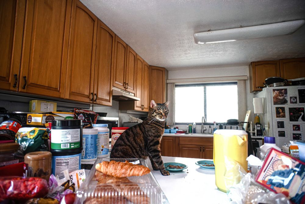In morning light, an American short-haired cat sits on a kitchen counter. His picture was taken with a wide-angle lens, so we see him surrounded by about half of the entire kitchen. 