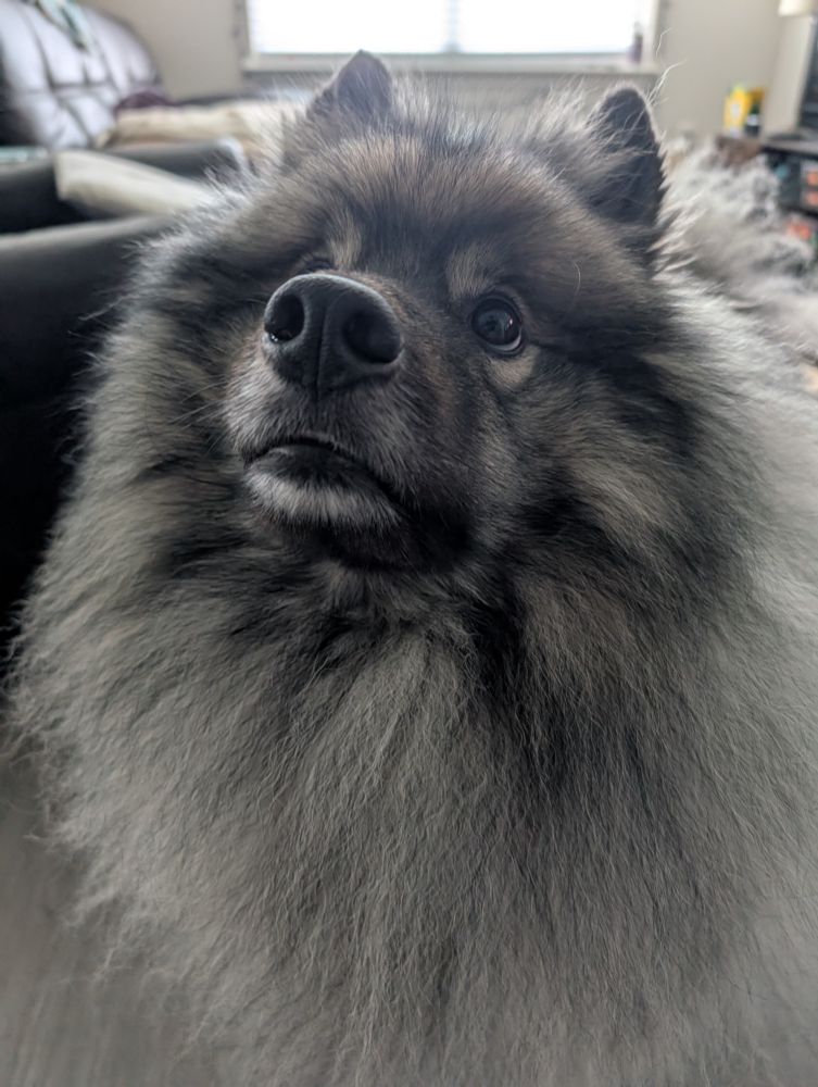 Penny the keeshond looking up