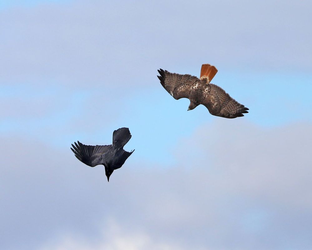 A Red-tailed Hawk chases a diving Common Raven.