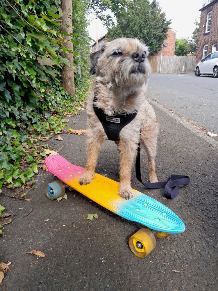Heidi border terrier resting her front paws on a 3 coloured skateboard found abandoned in the street in Prestwich, Manchester