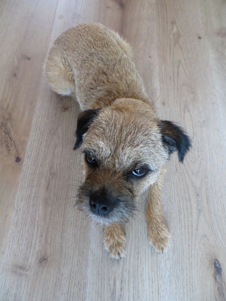 Heidi border terrier lying on the laminate floor of exactly the same colour as her fur