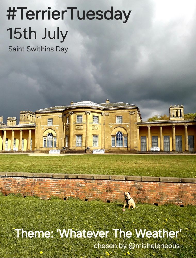 A poster advertising #TerrierTuesday and tge theme 'Whatever The Weather' for 15th July which is St Swithins Day. Heidi border terrier is sat in front of Heaton Hall in Heaton Park, Prestwich, Manchester in summer with a dark grey storm cloud overhead lit up by sunshine