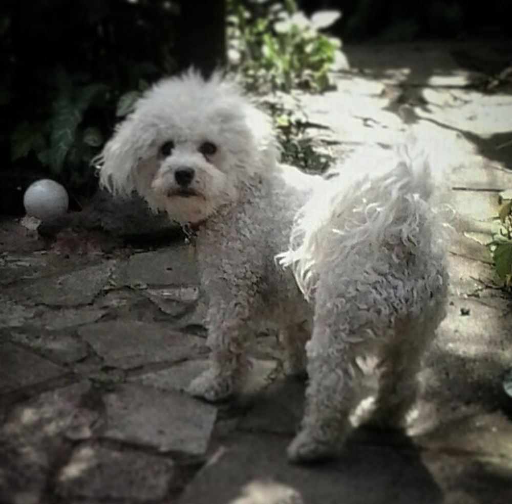 Molly the bichon frise in my friend's garden. She is looking back over her shoulder at the camera