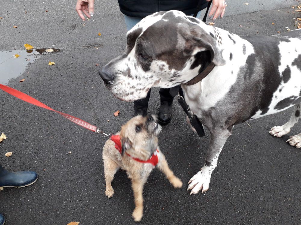 Heidi border terrier stood underneath her friend Lola the harlequin great dane in the street. Both dogs are on lead