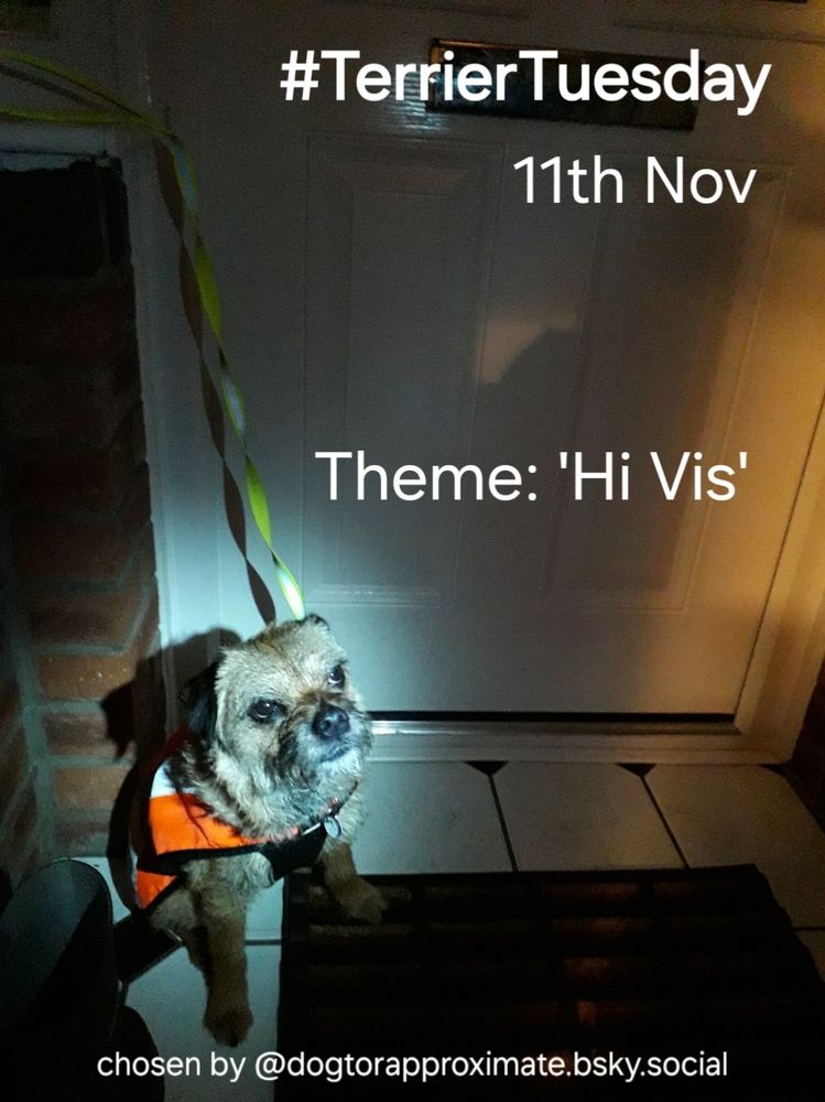 Heidi border terrier on a poster advertising the #TerrierTuesday Theme 'Hi Vis' for 11th November chosen by @dogtorapproximate.bsky.social
It shows her sitting in a dark porch lit up by a torch while wearing an orange hi vis dog coat ready for a night time walk