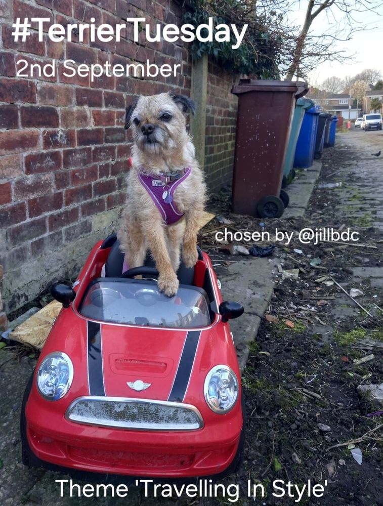 A poster advertising the #TerrierTuesday Theme 'Travelling In Style' for the 2nd September. Heidi border terrier is pictured in a red child's replica electric toy Mini car in a cobbled ginnel with wheely bins nearby