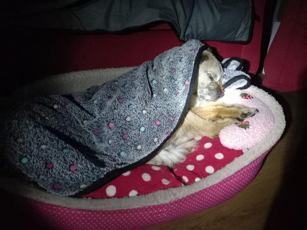 Heidi border terrier tucked up under her blanket in her dog bed last thing at night with a lamp shining on her face and feet
