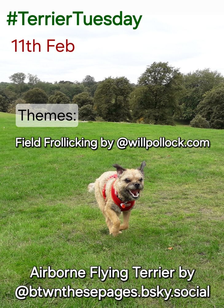 Poster with Heidi border terrier running mid air over a field in heaton park, prestwich, manchester. Advertising #TerrierTuesday