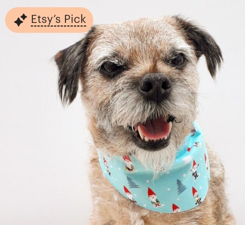 Heidi border terrier modelling a turquoise Michael Miller gnome print fabric dog bandana handmade by misheleneous