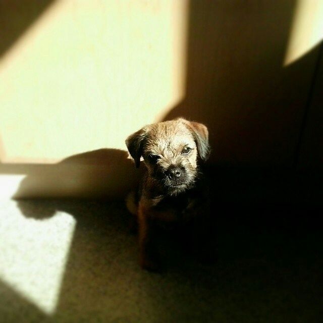 A very tiny puppy Heidi border terrier, sat in the corner of our old kitchen which she systematically destroyed, while bathed in sunlight and shadows