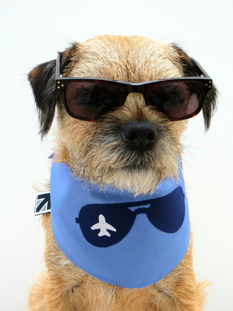 Heidi border terrier wearing my sunglasses while modelling an airforce blue, aviator sunglasses motif bandana by misheleneous, inspired by the 80s film Top Gun