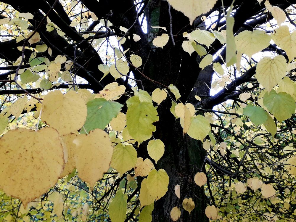 A close up of yellow leaves on a black skeleton tree as i'm stood underneath the canopy. They hang like chinese paper lanterns