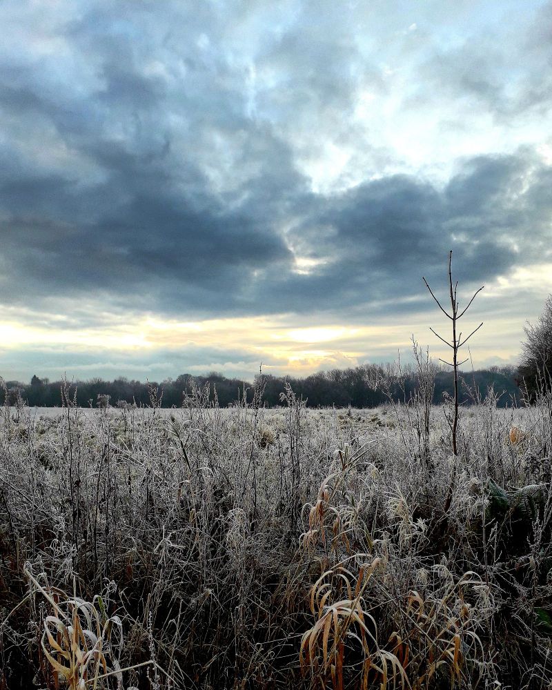 A ground level shot of an early morning frosty winter field in heaton park, prestwich, manchester. The huge open sky is full of layered dark blue clouds and the plant foliage in the foreground colours are muted greys, browns and beige. The sun is just breaking through adding a cold yellow tinge
