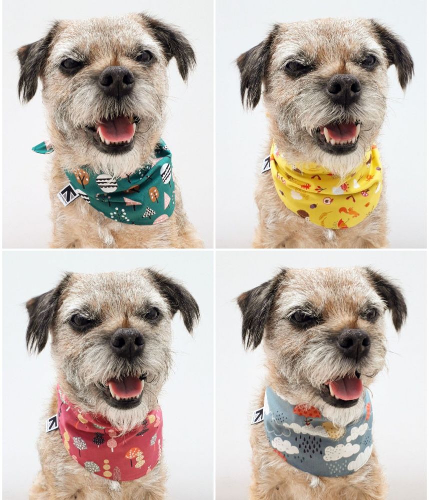 Heidi border terrier modelling 4 different colour dog bandanas by misheleneous. Handmade from various woodland and weather related fabrics from dashwood studio