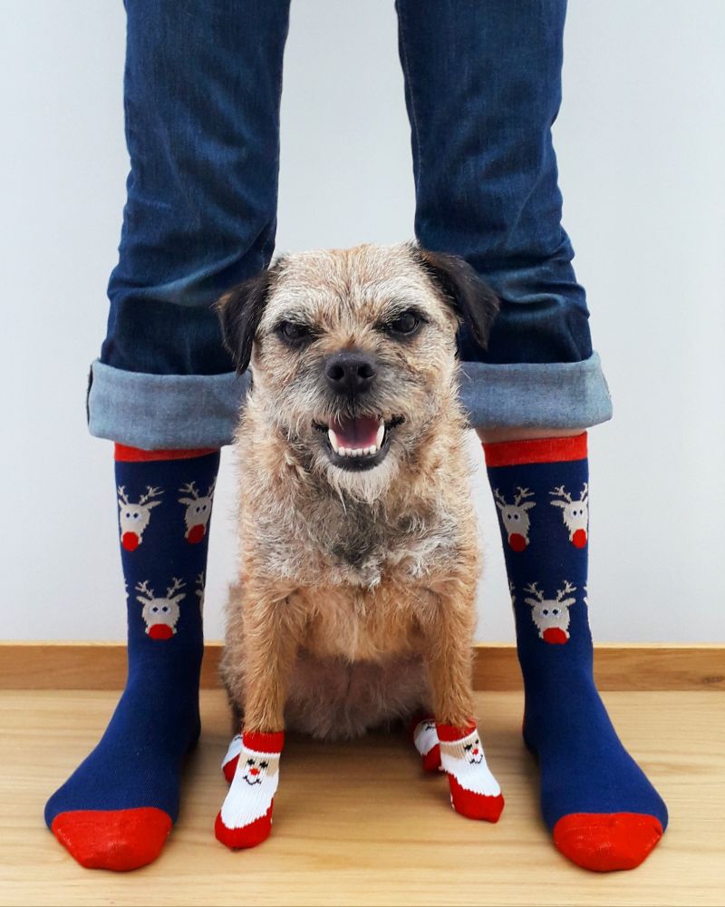 Heidi border terrier sat between my feet. We are both wearing Christmas socks but she has 2 pairs on her 4 paws
