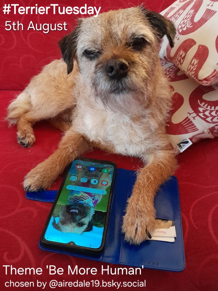 A poster advertising the #TerrierTuesday Theme 'Be More Human' for 5th August chosen by @airedale19.bsky.social
Heidi border terrier is sat on a red settee with a mobile phone open on the home screen and it looks like she's surfing the internet