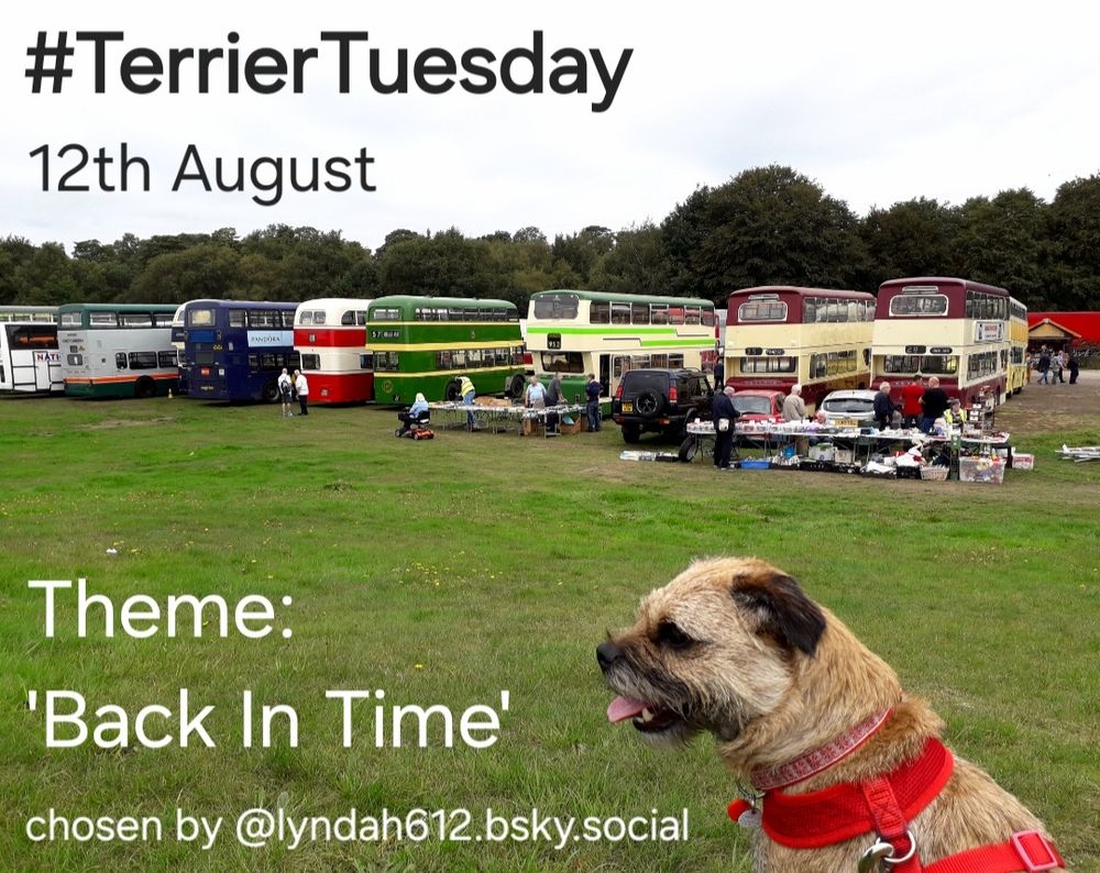 Heidi border terrier on a poster advertising the #TerrierTuesday theme of 'Back in Time' for 12th August, chosen by @lyndah612.bsky.social
It shows her sat in the foreground of a field where lots of vintage buses are gathered in Heaton Park, Prestwich, Manchester