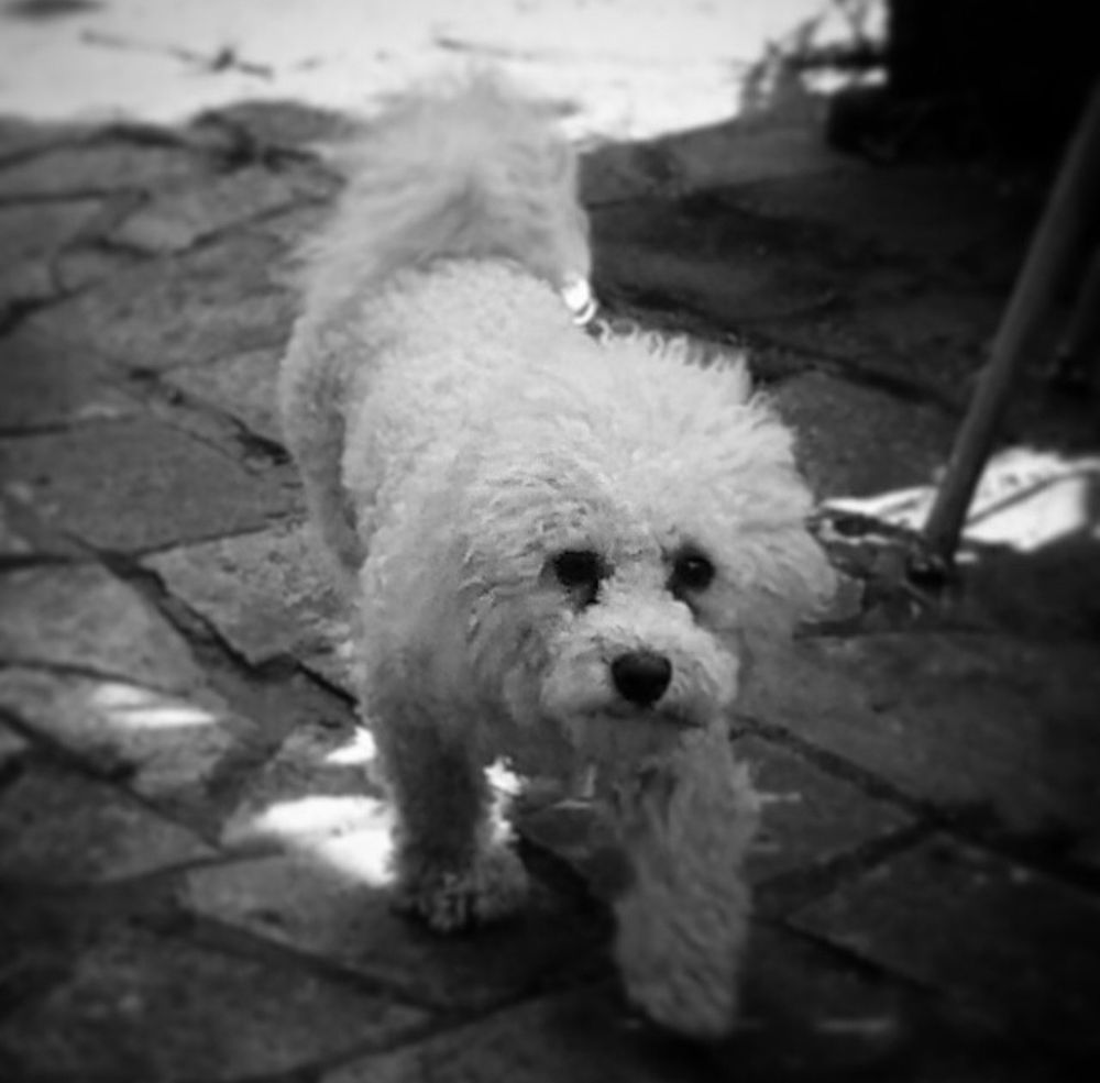 Molly the bichon frise in her paved back garden. She is walking towards me and the camera