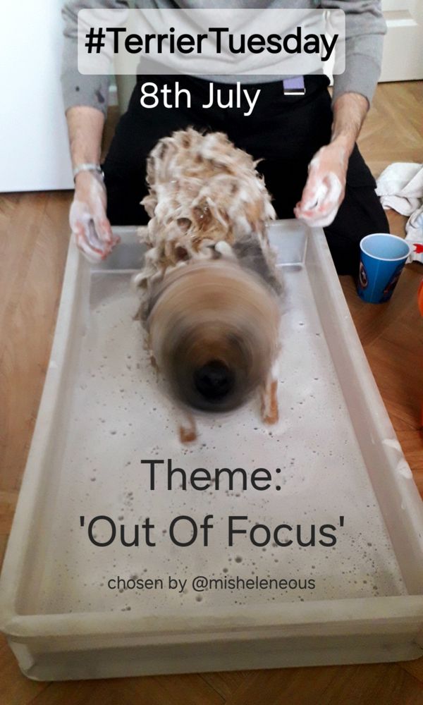 A colour image of Heidi border terrier in a pie tray bath on the kitchen floor, where she has shook just as the shutter was pressed, completely blurring her face! Its on a poster advertising the #TerrierTuesday Theme 'Out of Focus' for the 8th of July