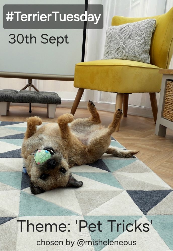 Heidi border terrier on a poster advertising the #TerrierTuesday theme 'Pet Tricks' for 30th September. She is wriggling about on her back with her legs in the air on a blue and white rug near a yellow chair while juggling a small squeaky ball in her mouth