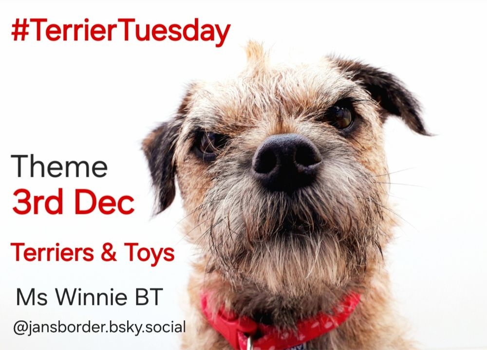 Heidi border terrier staring at the camera announcing #TerrierTuesday and its theme for the week