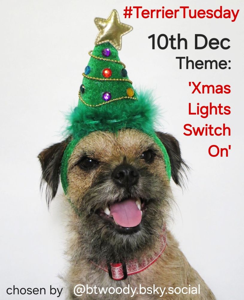 Border terrier Heidi with a christmas tree hat on her head, advertising the Terrier Tuesday hashtag on BlueSky