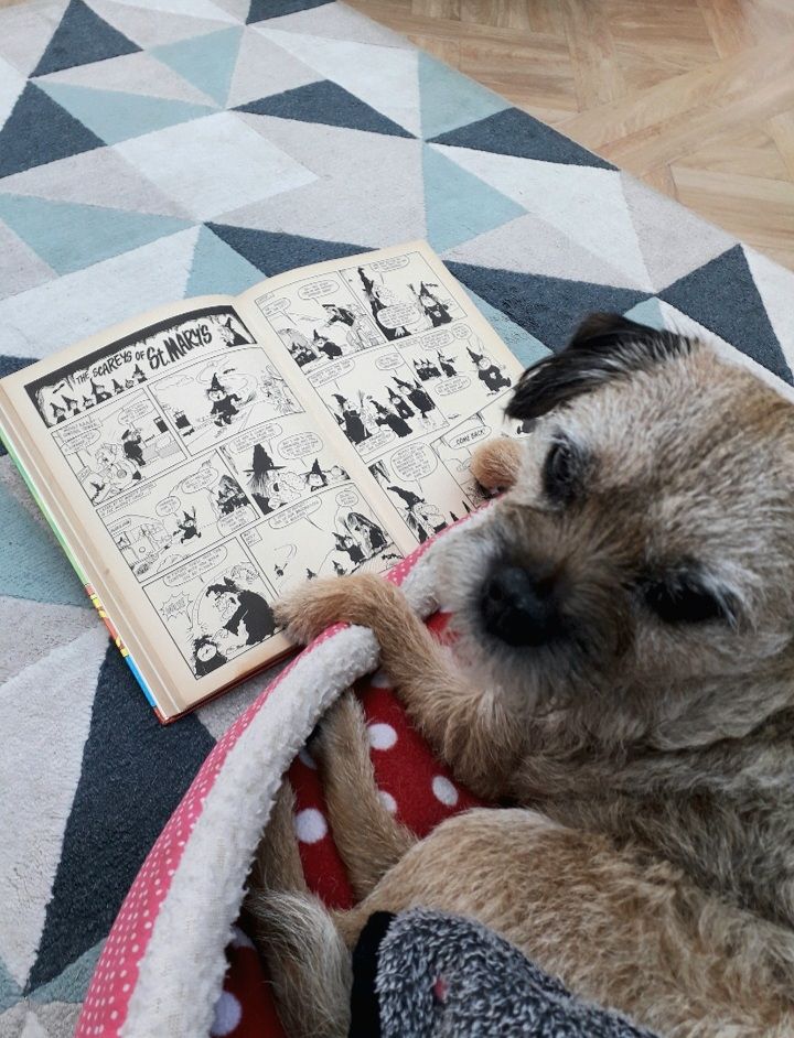 Heidi border terrier in ber dog bed glaring at the camera as I disturbed her reading a Whizzer and Chips annual from 1973. Its open in the story The Scareys of St Marys