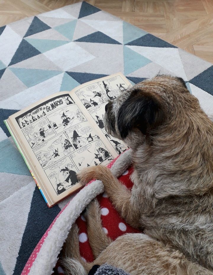 Heidi border terrier in ber dog bed reading a Whizzer and Chips annual from 1973. Its open in the story The Scareys of St Marys